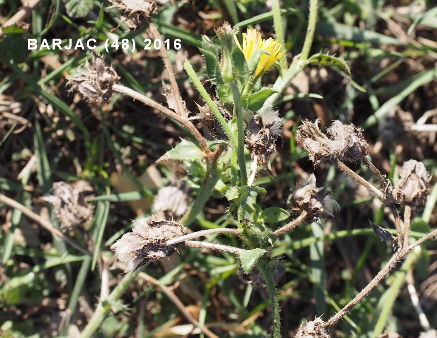 Oxtongue, Bristly plant